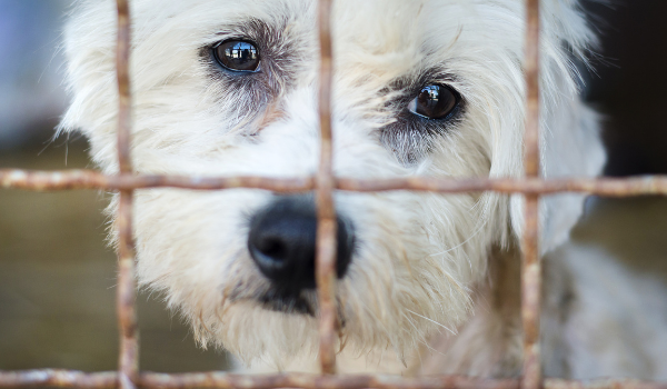 puppy farming