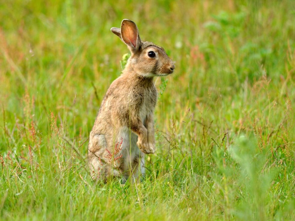 Rabbits In Scotland Scottish Snare Ban Comes into Force | A-LAW