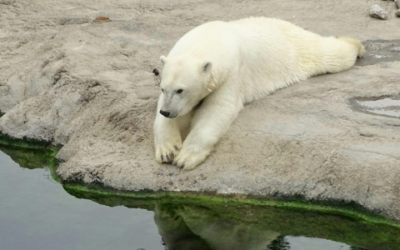 Standards of Modern Zoo Practice for Great Britain – Recent Update