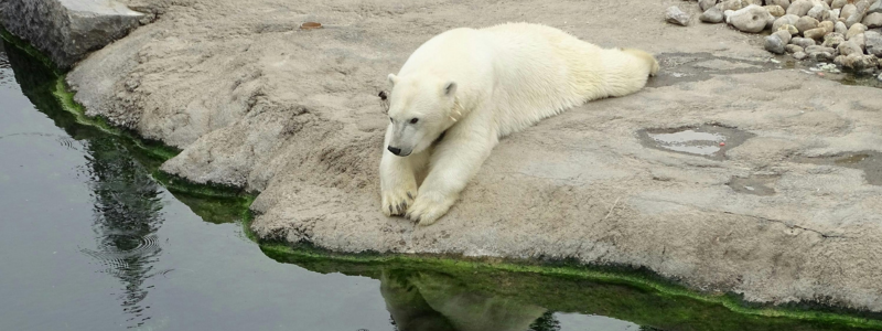 Standards of Modern Zoo Practice for Great Britain – Recent Update