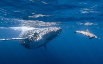 From Resource to Rightsholder: Towards Legal Personhood for Whales