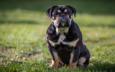 New Danish Rules on Dog Breeding | Leading by Example