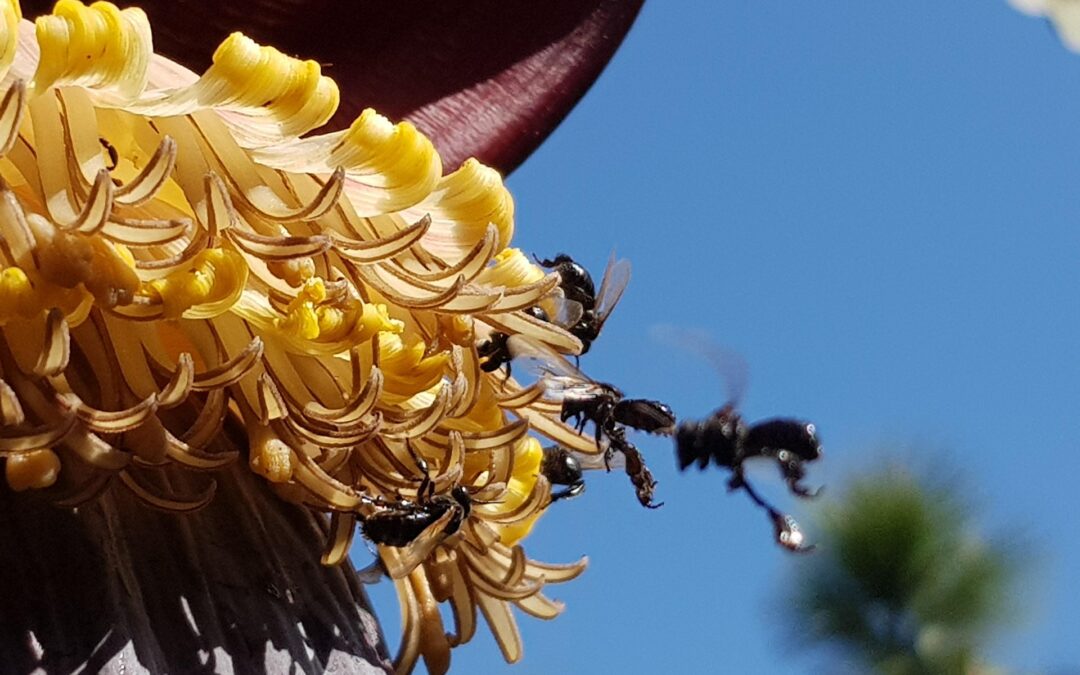 The First Insects in the World to Gain Explicit Legal Rights 