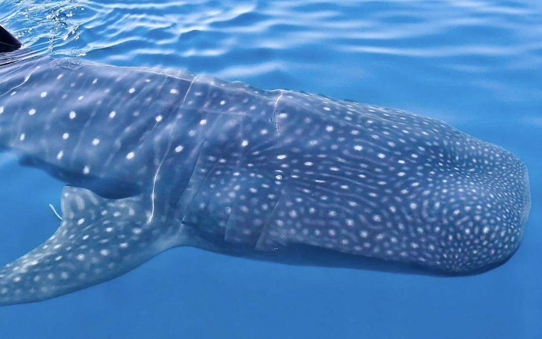 Who Cares about Sharks in a War Zone?