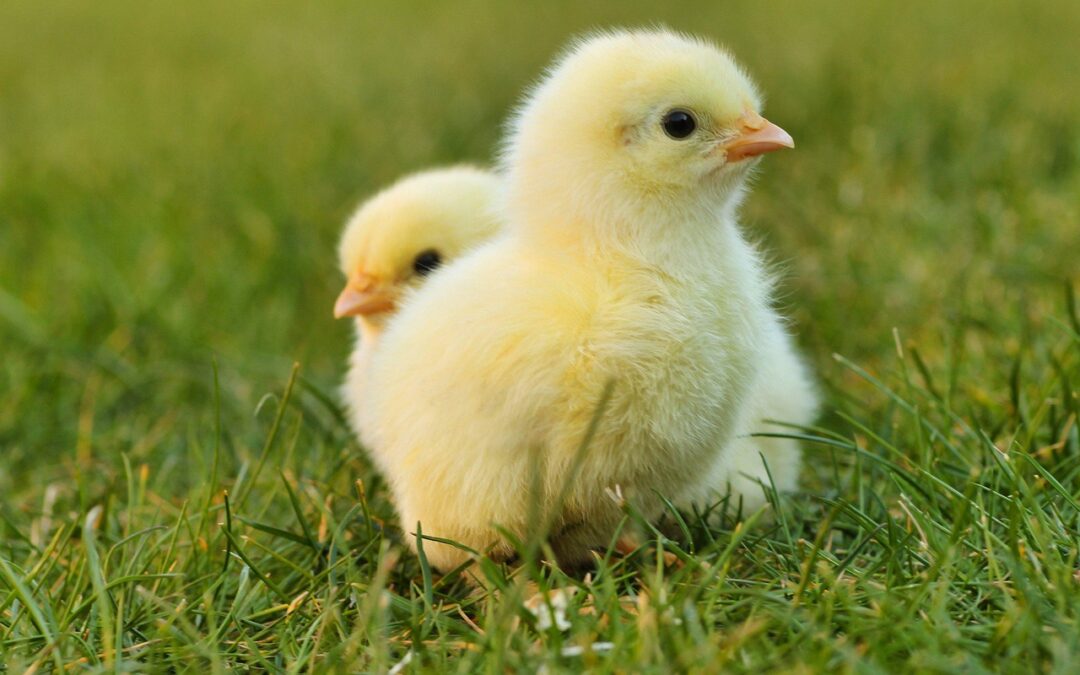 How close are we to ending male chick culling in the UK?