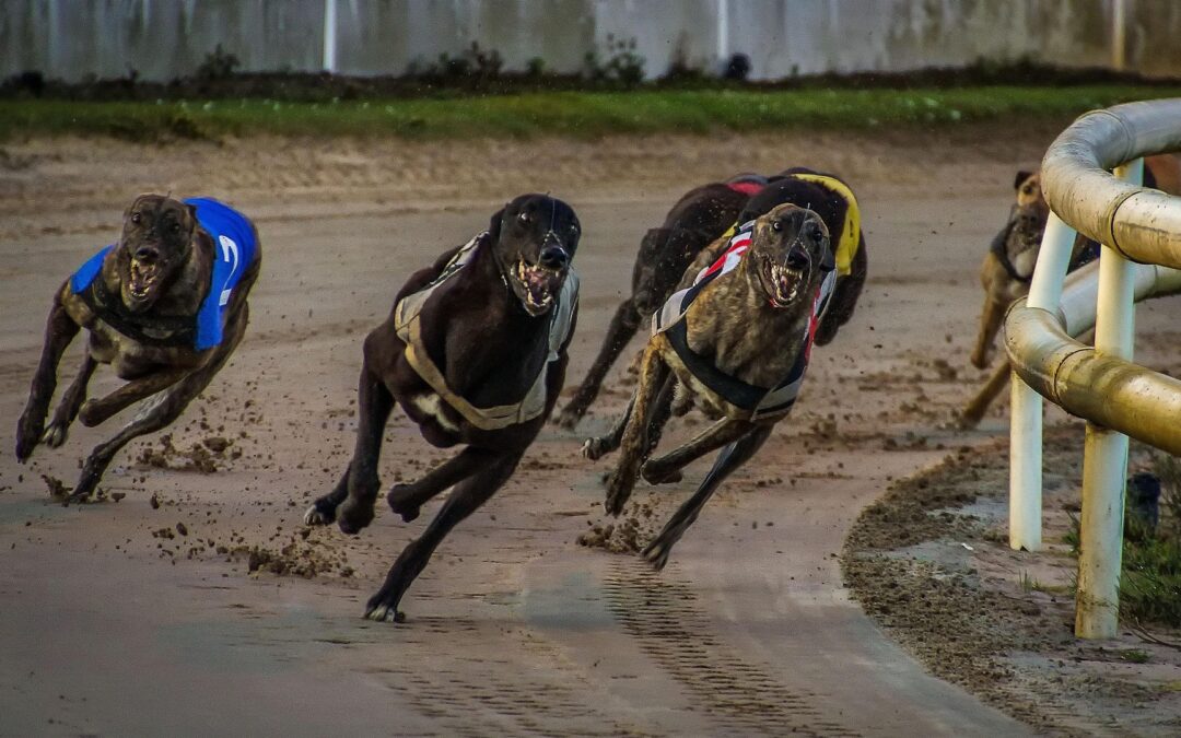 Is It Time to Ban Greyhound Racing in England?