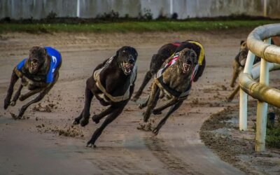 Is It Time to Ban Greyhound Racing in England?