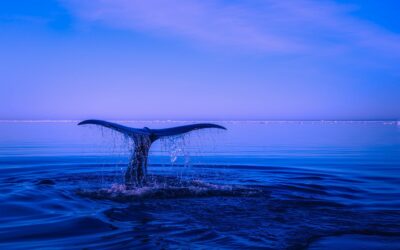 Exemption to Extinction? The Real Cost of the Historic ESA Exemption in the Gulf.