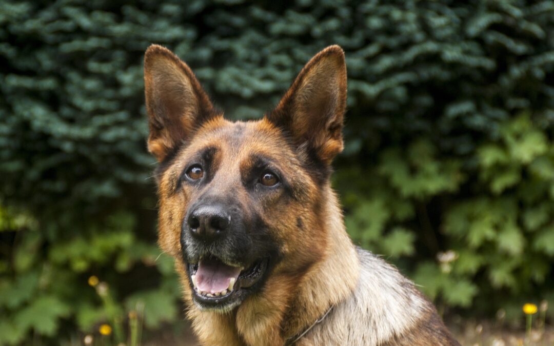 Treatment of military service dogs to improve after new law introduced in Israel