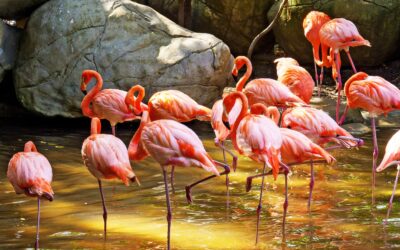 Animal Sentience in Comparative Perspective: Colombia’s Law 1774 of 2016 and the UK Animal Welfare (Sentience) Act 2022