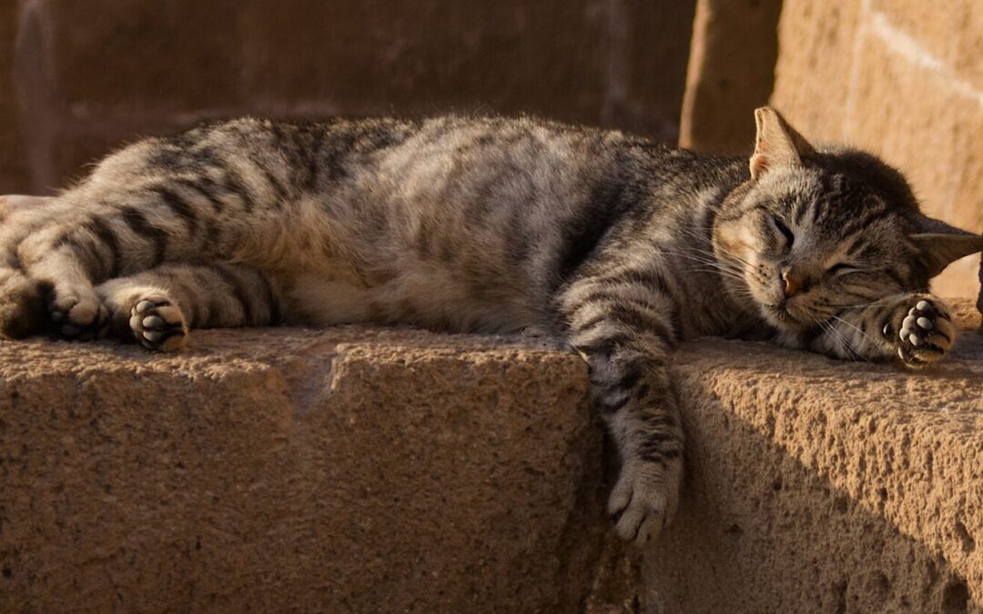 From Property to Sentient Beings: The Legal Status of Companion Animals under Spanish Law