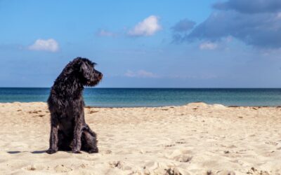 Beyond Market Value: Moral Damages for Injury to Companion Animals in Spain and Comparative Perspectives