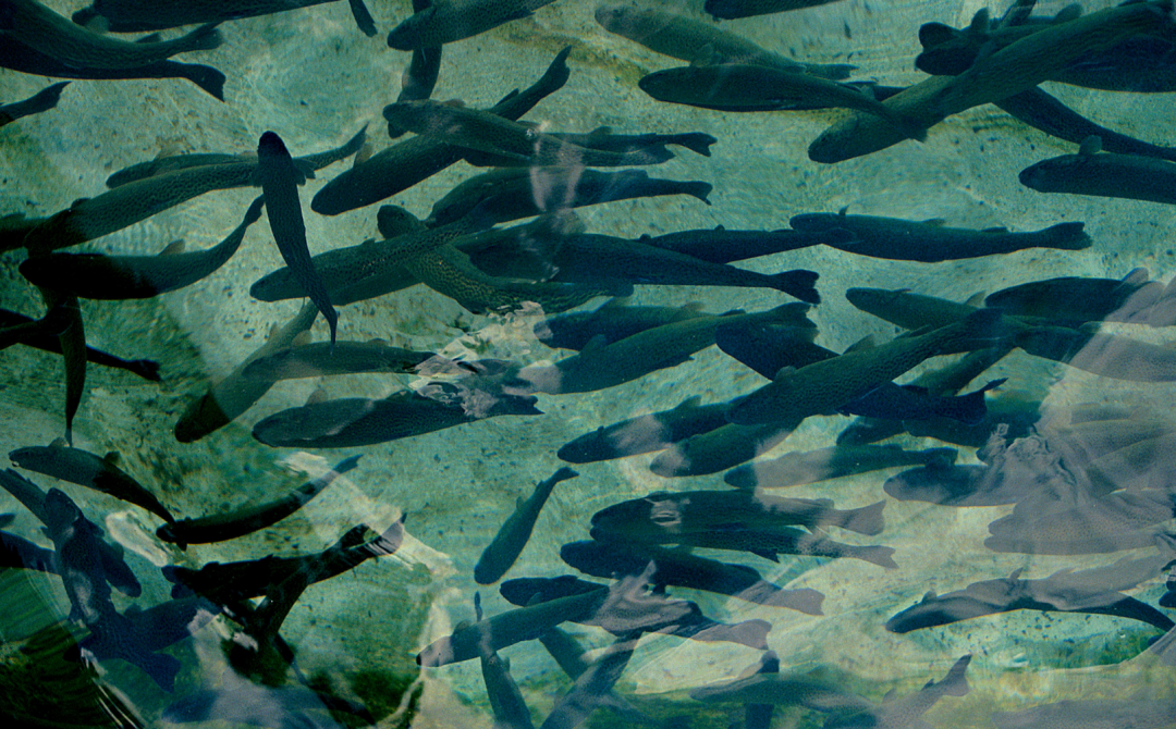 Overlooked Farmed Species