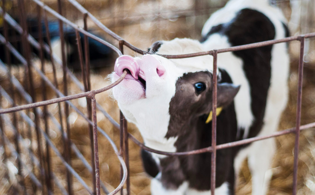 Strategic Litigation